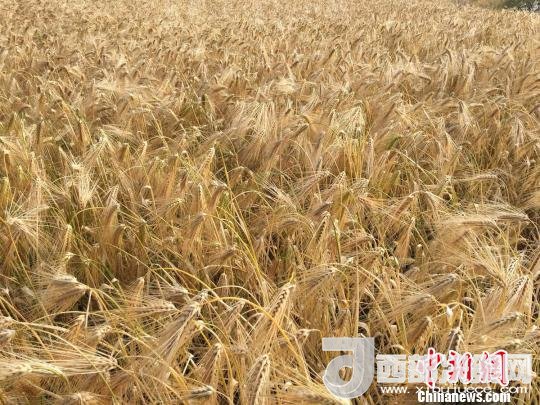 2017年西藏青稞種植面積達(dá)210多萬(wàn)畝，占糧食播種面積的75%。圖為成熟期的青稞。　王玉林 攝
