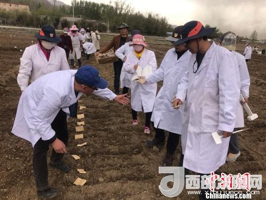 圖為研究員實(shí)地調(diào)研青稞生長(zhǎng)土壤?！⊥跤窳?攝