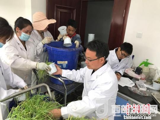 圖為研究員正在調(diào)查青稞感染白粉病情況?！⊥跤窳?攝