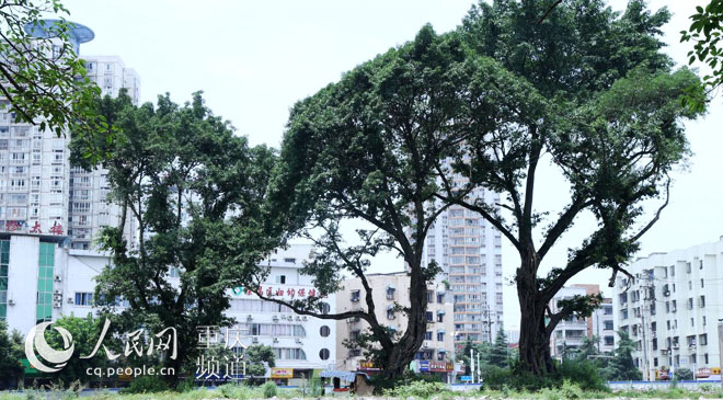 黃桷樹廣場正在建設中。王嫚 攝