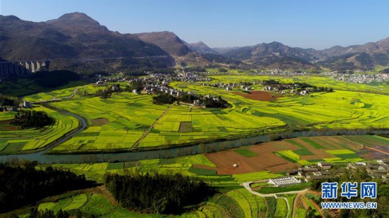 #(環(huán)境)(3)云南羅平:油菜花開(kāi)春意濃