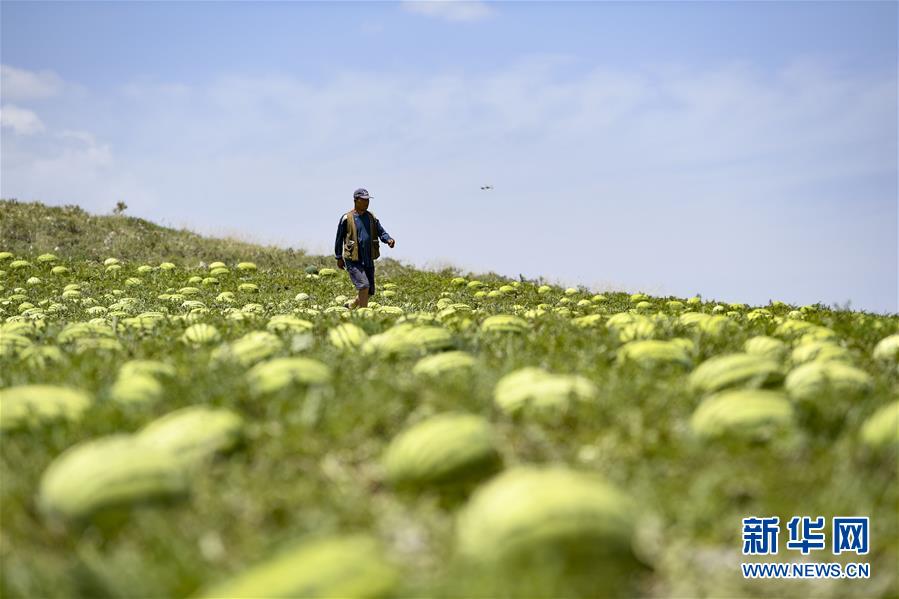 （壯麗70年·奮斗新時(shí)代——共和國(guó)發(fā)展成就巡禮·圖文互動(dòng)）（4）生態(tài)美、百姓富——品讀嶄新“寧夏畫卷”