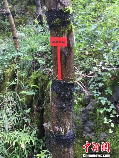 貴州同威生物科技有限公司鐵皮石斛種植?！≈軏?攝