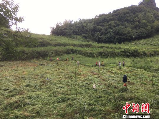 貴州同威生物科技有限公司天麻種植基地?！≈軏?攝