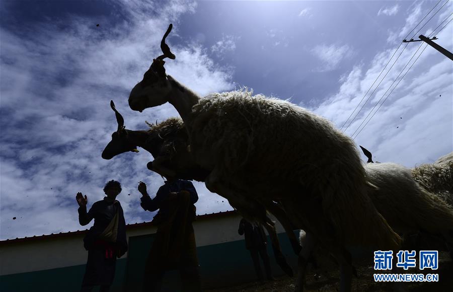 (新華全媒頭條·決戰(zhàn)決勝脫貧攻堅·圖文互動)(5)在青山綠水間跨越千年——青海探索生態(tài)脫貧之路報告