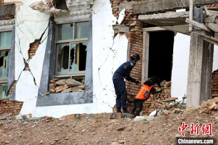 圖為搜救犬進行模擬搜救。青海省應急廳