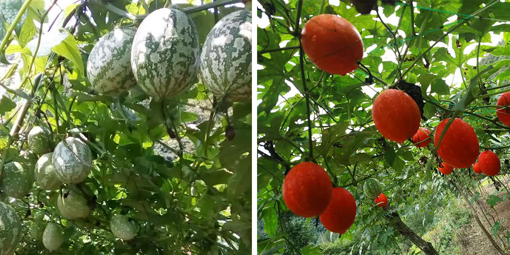 左為處于生長期的吊瓜，右為成熟的吊瓜（圖源西鄉(xiāng)縣宣傳部）